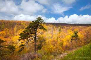 Along the Skyline Parkway-8868.jpg Along the Skyline Parkway-8868.jpg
